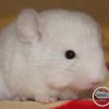 Перси Лаки