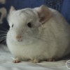 Нансен