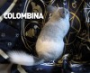 Красотка Коломбина