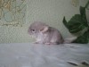 1нед