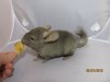 2 мес