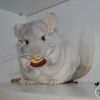 Акиро