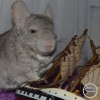 Лилла