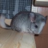 Уна
