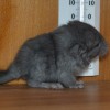 Милана