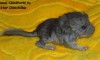 новорожденный
