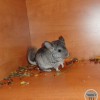 Мартин