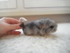 1 неделя