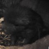 Катрин