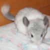 Сеня