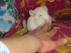 1,5 мес
