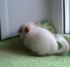1 мес.