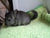 1 мес.