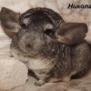 Николас