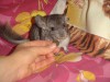 1,5 мес