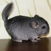 Наоми