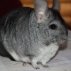 Кутя