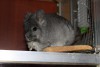 Анджел