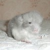 Эскель