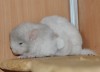 2 нед