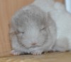 2 нед