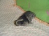новорожденный
