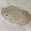 Фил