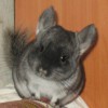 Луиджик
