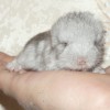 Милла