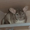 Мияко 