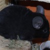 Илиана