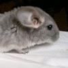 Оливер