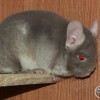 Амиго