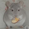 Силанна