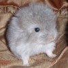 Ласкар