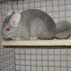 Сыночка