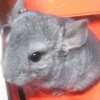 Ластик