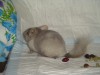 2 мес