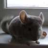 Адель