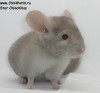 2,5 мес