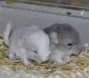 2 дня