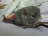 1 неделя