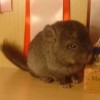 Викки