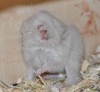 новорожденный