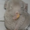 Кевин