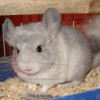 Клим