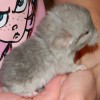 Николь