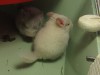 22 дня