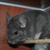 Аманда
