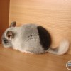 Клякса